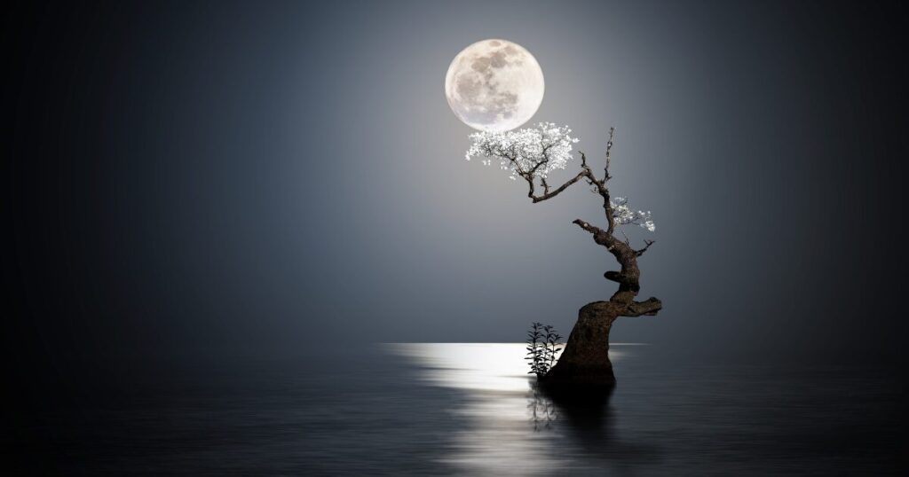 月夜に照らされる水辺の木